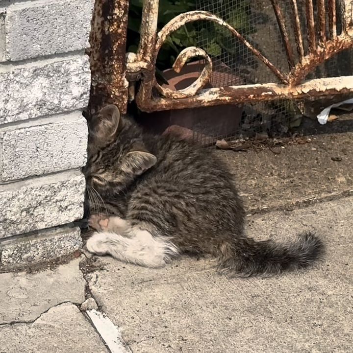 street kitten stray